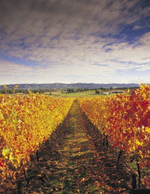 South Melbourne VIC Sunshine Coast Tourism