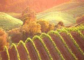 Meridian Tours - Holiday Sunshine Coast 2