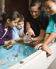 The Rocks Discovery Museum - Holiday Sunshine Coast 3