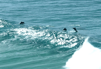 Beach Trekkers North Stradbroke Island - Holiday Sunshine Coast 2