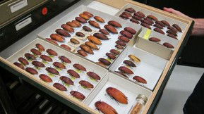 Western Australian Museum - Holiday Sunshine Coast 1