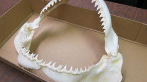 Western Australian Museum - Holiday Sunshine Coast 2