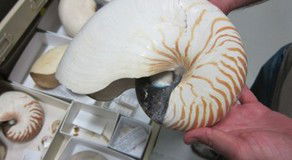 Western Australian Museum - Holiday Sunshine Coast 3