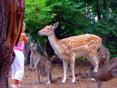 Birdland Animal Park - Holiday Sunshine Coast 4