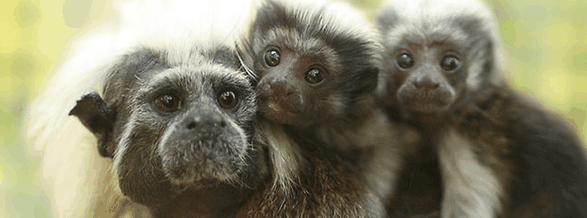 Alma Park Zoo - Sunshine Coast Tourism 3