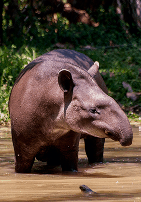 Alma Park Zoo - Sunshine Coast Tourism 4