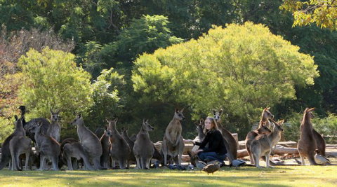 Lone Pine Koala Sanctuary - Holiday Sunshine Coast 1