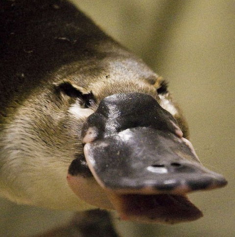 Lone Pine Koala Sanctuary - Holiday Sunshine Coast 2