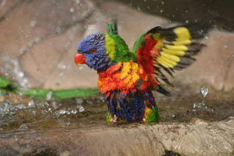 Lone Pine Koala Sanctuary - Holiday Sunshine Coast 5