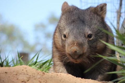 Lone Pine Koala Sanctuary - Holiday Sunshine Coast 7
