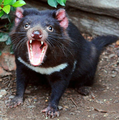 Lone Pine Koala Sanctuary - Holiday Sunshine Coast 8