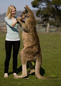 Zoo Doo Wildlife Park - Holiday Sunshine Coast 5