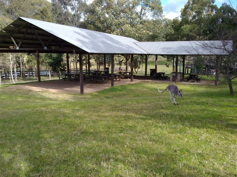 Calmsley Hill City Farm - Holiday Sunshine Coast 5