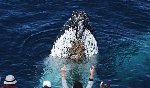 Spirit Of Gold Coast Whale Watching - Sunshine Coast Tourism 1