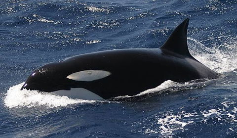Spirit Of Gold Coast Whale Watching - Sunshine Coast Tourism 2