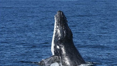 Spirit Of Gold Coast Whale Watching - Sunshine Coast Tourism 3