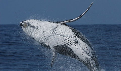 Spirit Of Gold Coast Whale Watching - Sunshine Coast Tourism 4