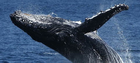 Spirit Of Gold Coast Whale Watching - Sunshine Coast Tourism 5