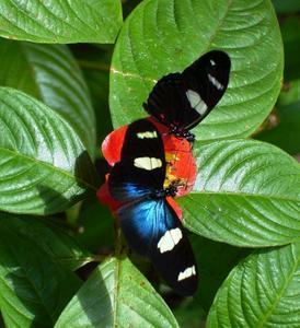 Butterfly Farm - Sunshine Coast Tourism 4