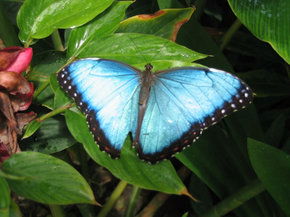Butterfly Farm - Sunshine Coast Tourism 5