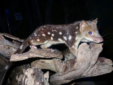 East Coast Natureworld - Holiday Sunshine Coast 5