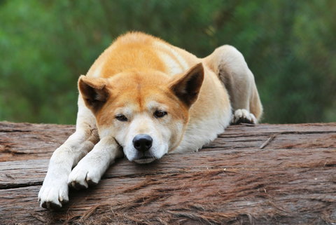 Potoroo Palace - Holiday Sunshine Coast 1