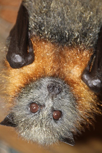 Potoroo Palace - Holiday Sunshine Coast 2