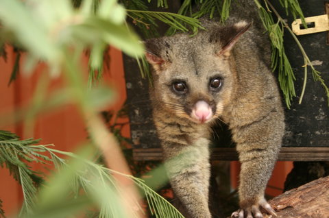 Potoroo Palace - Holiday Sunshine Coast 3