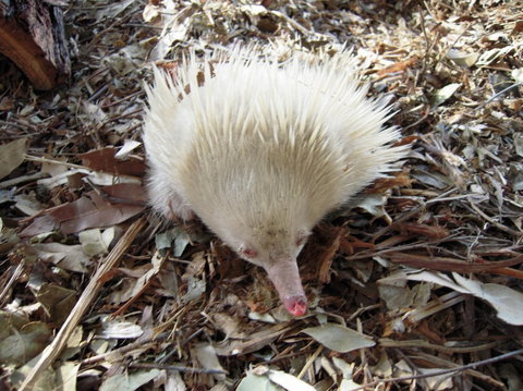 Potoroo Palace - Holiday Sunshine Coast 4