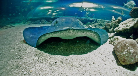 Manly SEA LIFE Sanctuary - Holiday Sunshine Coast 3