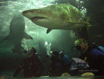 Manly SEA LIFE Sanctuary - Holiday Sunshine Coast 5