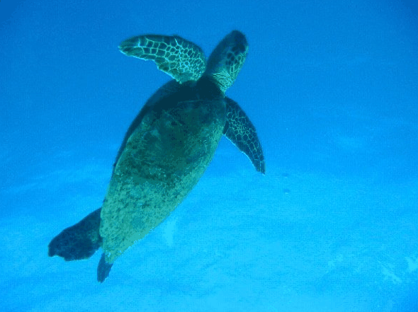 Big Cat Reality - Holiday Sunshine Coast 0