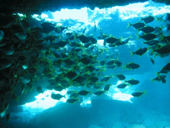 Big Cat Reality - Holiday Sunshine Coast 3