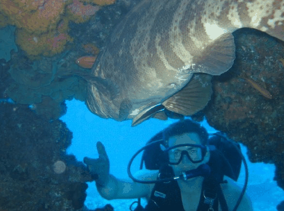 Big Cat Reality - Holiday Sunshine Coast 4