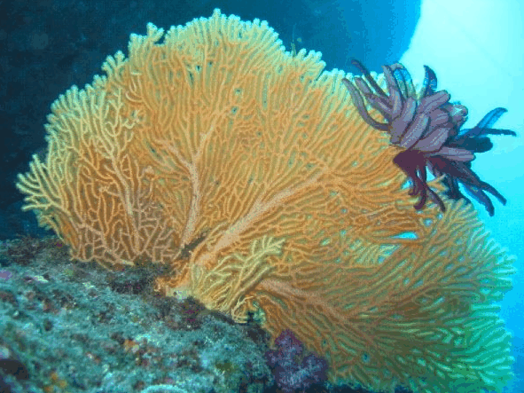 Big Cat Reality - Holiday Sunshine Coast 5