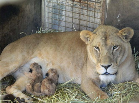 Darling Downs Zoo - Sunshine Coast Tourism 2