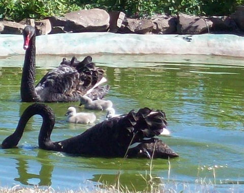 Darling Downs Zoo - Sunshine Coast Tourism 3