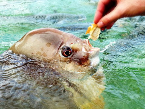 Aquascene Fish Feeding Sanctuary - Sunshine Coast Tourism 1