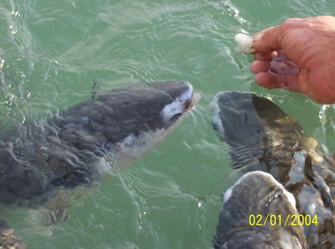 Aquascene Fish Feeding Sanctuary - Sunshine Coast Tourism 2