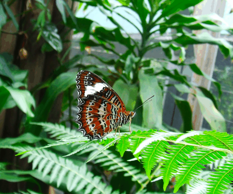 Australian Butterfly Sanctuary - Sunshine Coast Tourism 1