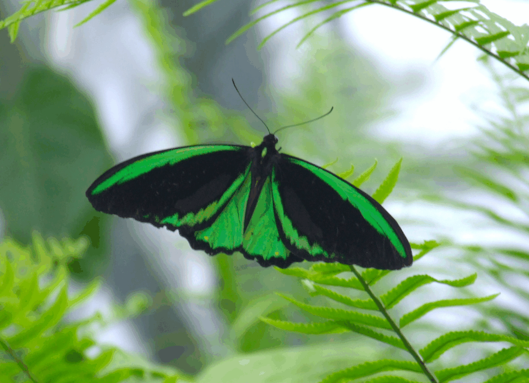 Australian Butterfly Sanctuary - Sunshine Coast Tourism 2