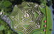 Bellingham Maze - thumb 1