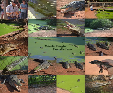 The Malcolm Douglas Crocodile Park - Holiday Sunshine Coast 0