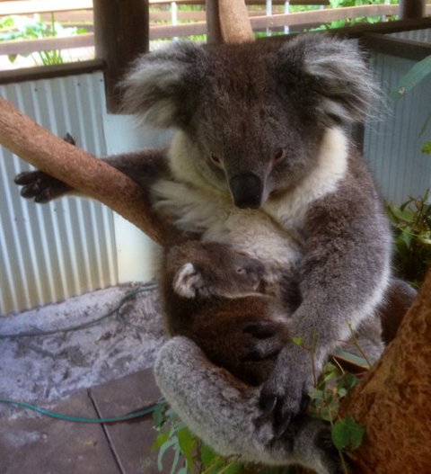 Outback Splash - Holiday Sunshine Coast 3