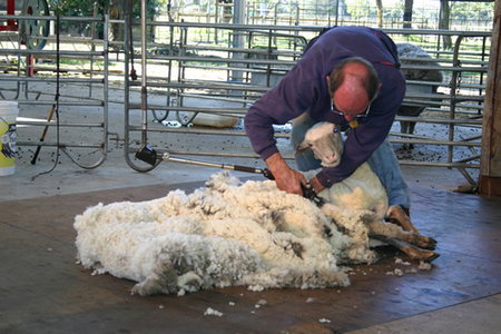 Caversham Wildlife Park - Holiday Sunshine Coast 3