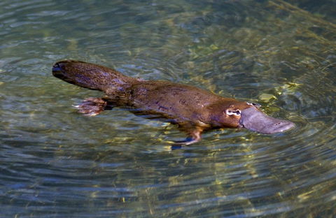 David Fleay Wildlife Park - Sunshine Coast Tourism 4