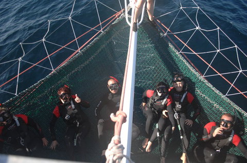 Dolphin Swim Australia - Holiday Sunshine Coast 4