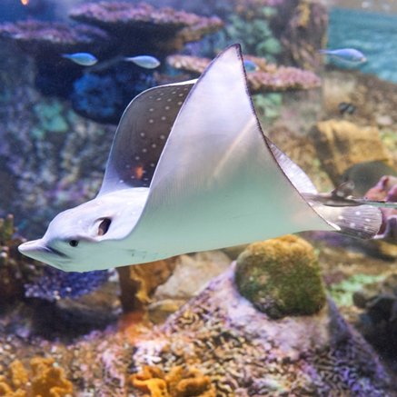 Melbourne Aquarium - Holiday Sunshine Coast 4