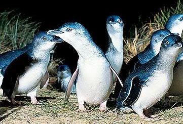 Bunyip Tours - Sunshine Coast Tourism 4