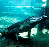 WILD LIFE Sydney Zoo - Holiday Sunshine Coast